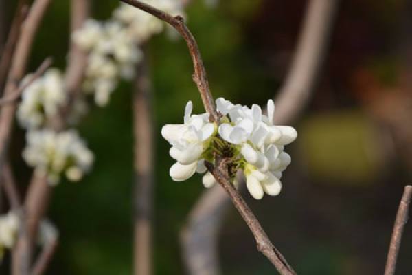 Cercis chinensis var. alba