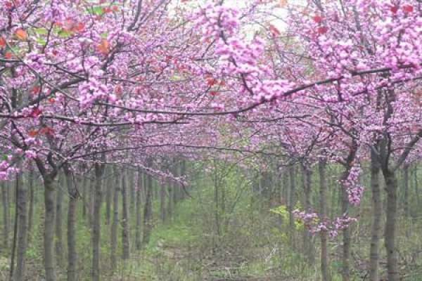 Cercis chinensis var. alba