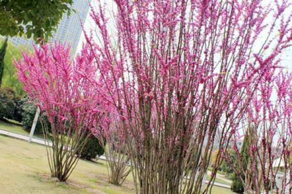 Cercis chinensis var. alba