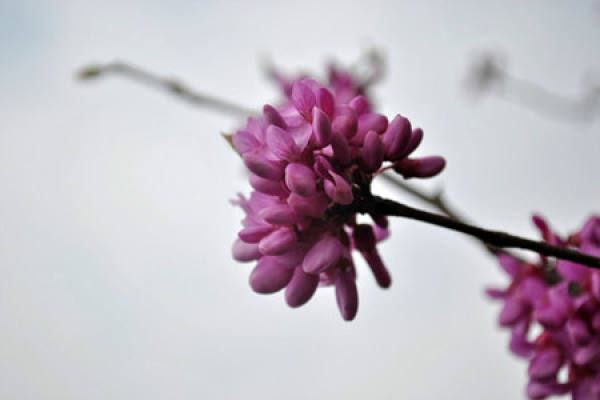 Division Propagation of Cercis chinensis