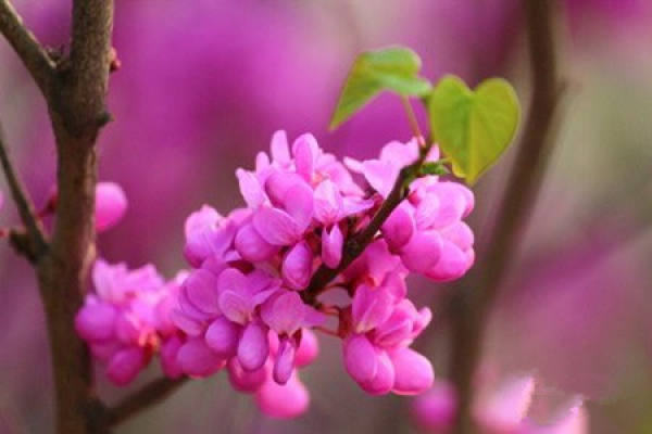 propagation of Bauhinia