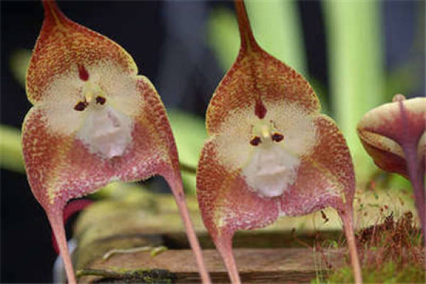 Method for culturing monkey face small dragon orchid