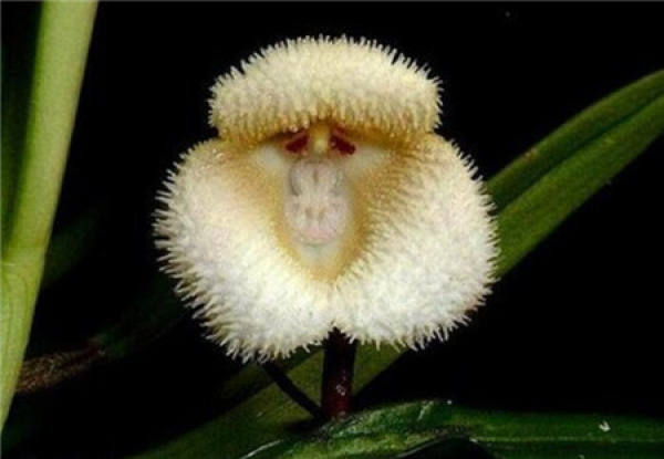 breeding method of the small dragon orchid with monkey face