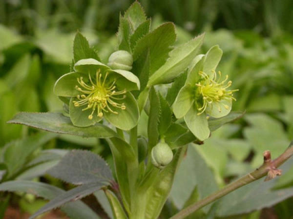 Helleborus dentatus