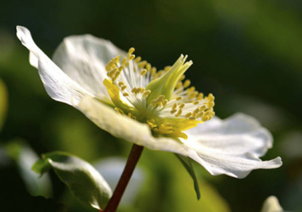 Helleborus dentatus