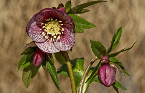 Helleborus dentatus