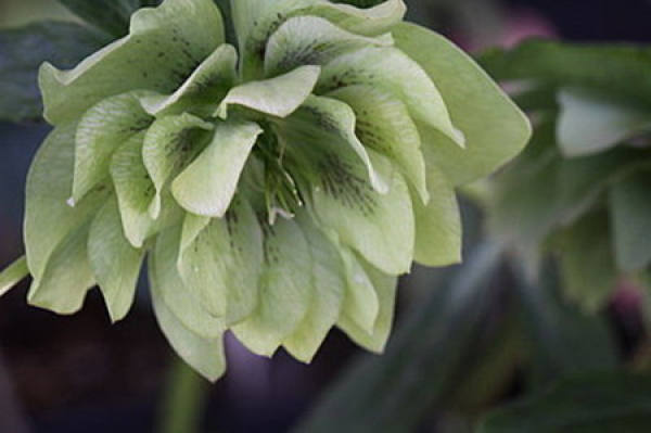 Helleborus dentatus