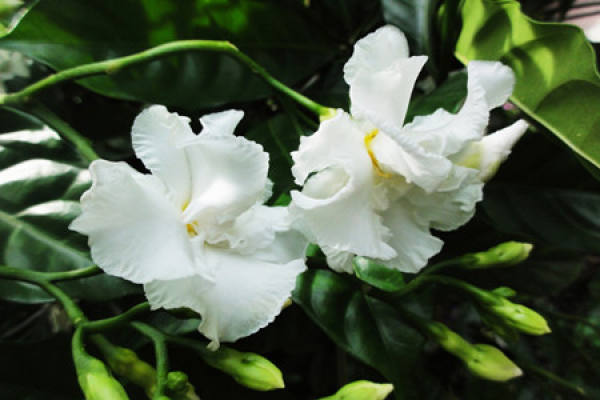 breeding method of Bermuda