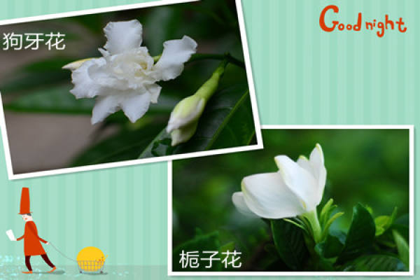 Ervatamia and Gardenia
