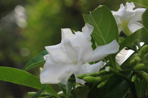 Cynodon dactylon cutting