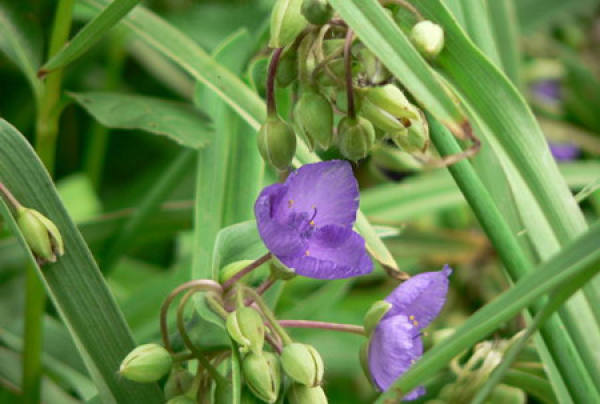 cultivation method of Tradescantia