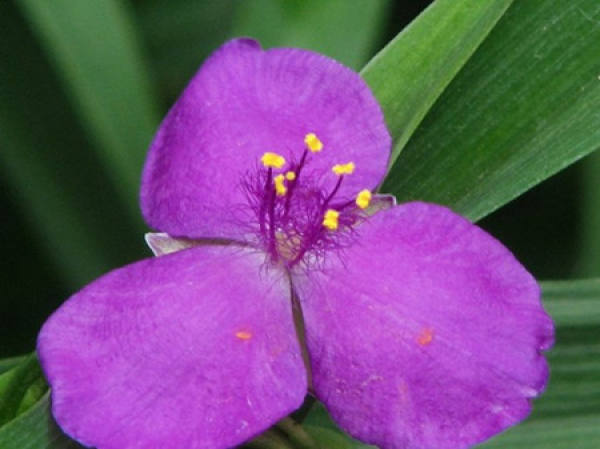 Method for cultivating Tradescantia