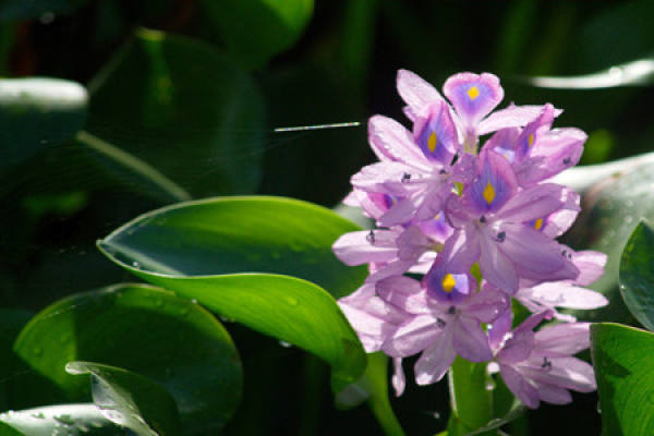 Method for culturing water hyacinth