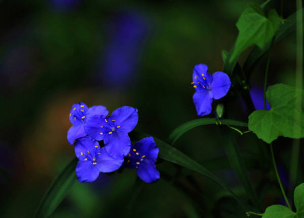 transplanting of Tradescantia