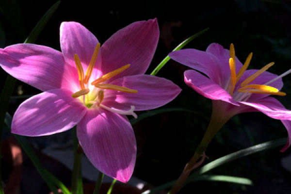Chinese chive lotus