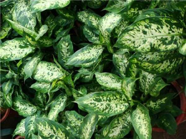 Dieffenbachia japonica