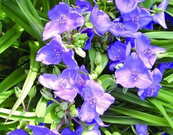 Cutting Propagation Time of Tradescantia