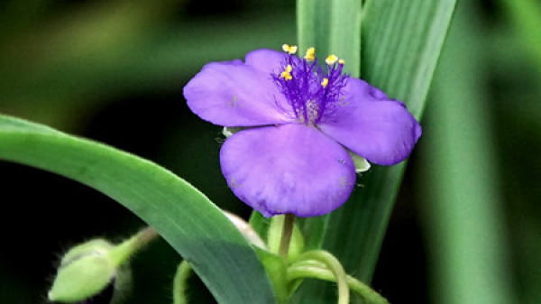 Maintenance of Tradescantia Paludosa after Cutting