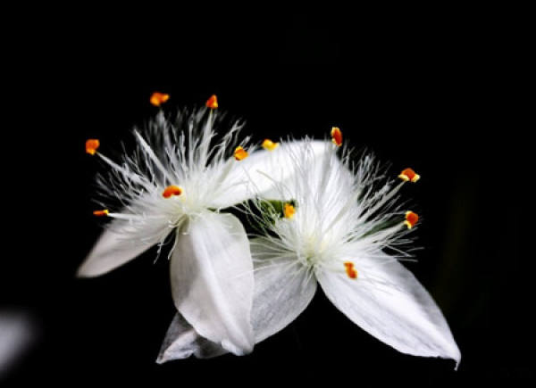 Tradescantia alba