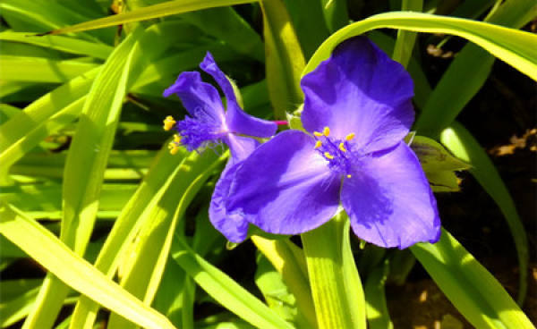 Tradescantia alba