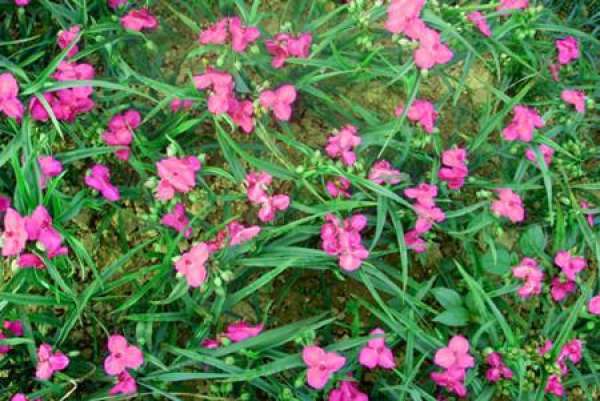 Tradescantia Carthami