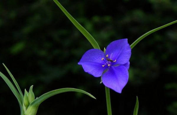 Tradescantia inflorescence