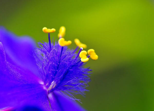 Method for controlling flowering of Tradescantia