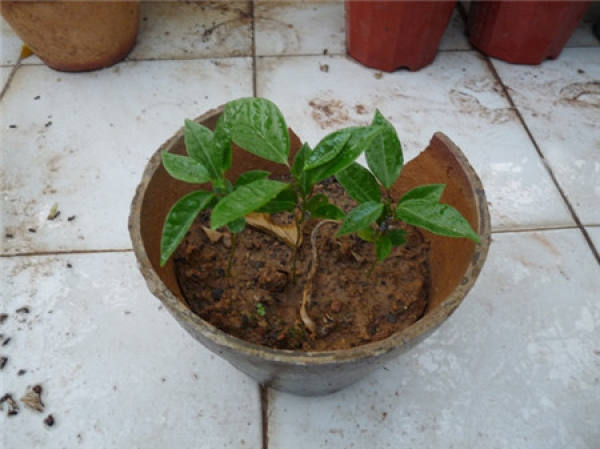 One of the propagation methods of Longtuzhu: sowing