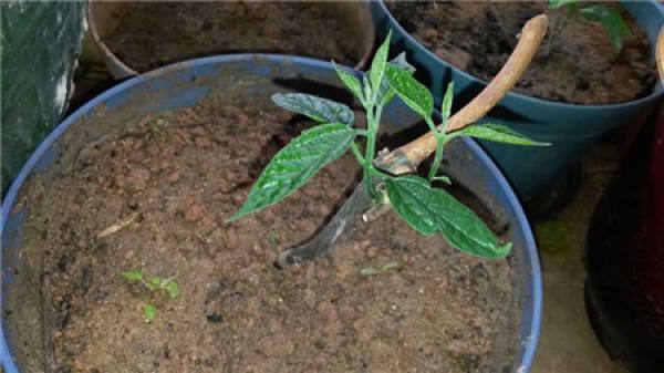The second propagation method of Longtuzhu: cuttage