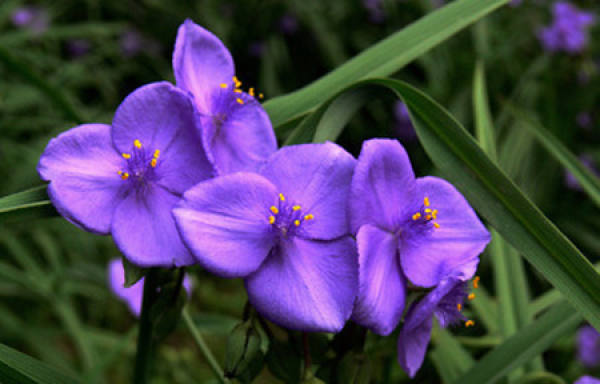 Maintenance of Tradescantia Paludosa in Spring and Summer