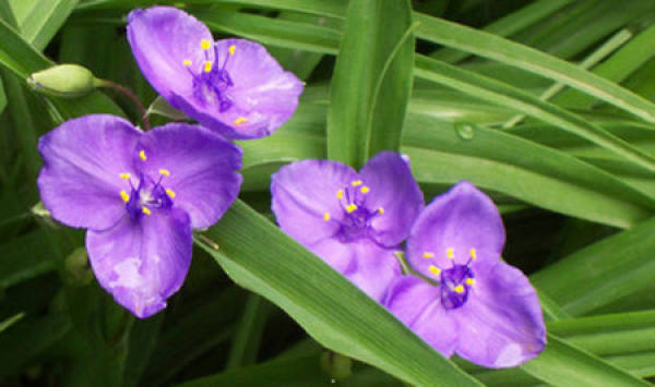 Maintenance of Tradescantia Paludosa in Autumn and Winter
