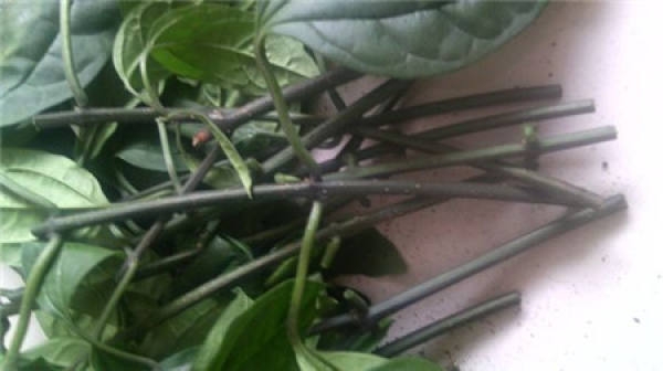 when do dragon spit beads for pruning