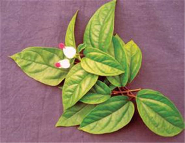Material Treatment of Cut Flower of Longtuzhu