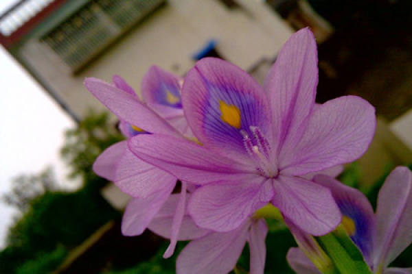 Water hyacinth cultivation