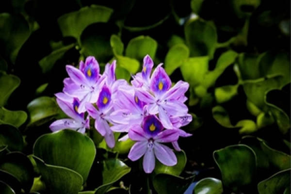 Management after Transplanting of Eichhornia crassipes