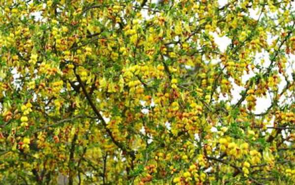 Precautions for Caragana cultivation
