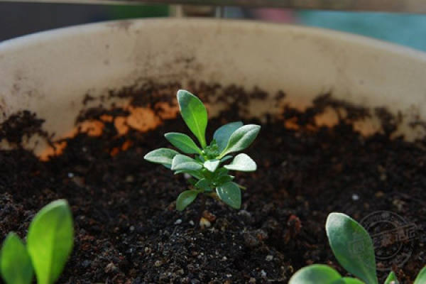 Snowball transplanting