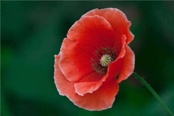 Papaver rhoeas