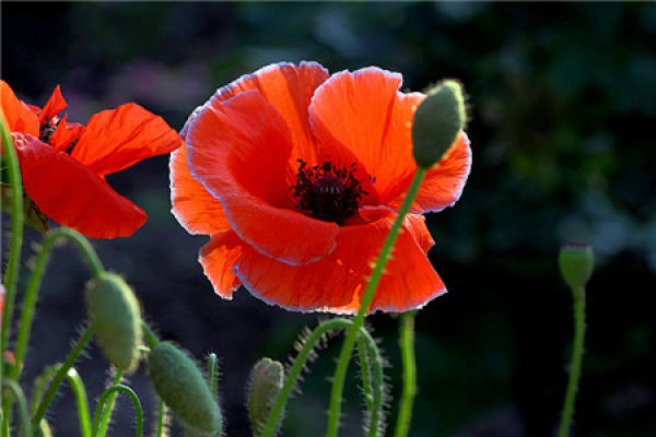 Papaver rhoeas