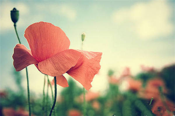Papaver rhoeas