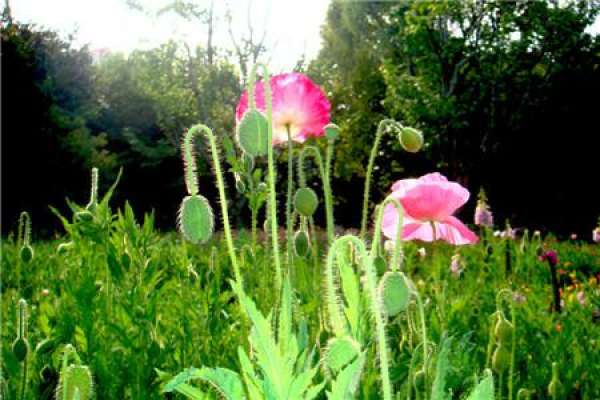 Papaver rhoeas