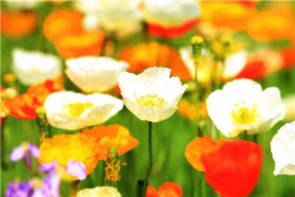 Papaver rhoeas