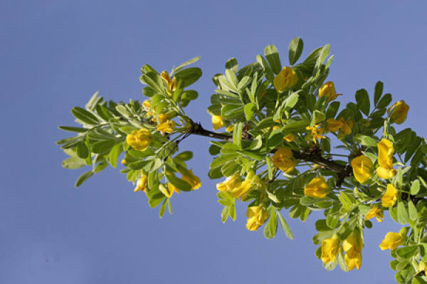 Caragana microphylla