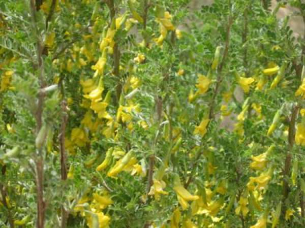 Caragana microphylla