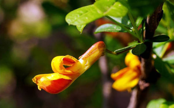 Caragana crenata