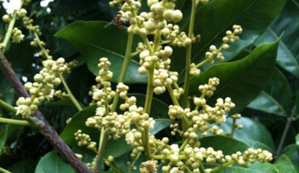 Cultivation method of olive flower