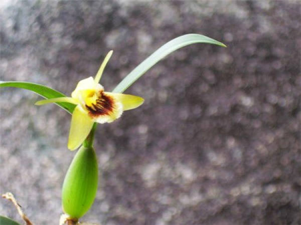 Cautions for Olive Flower Raising