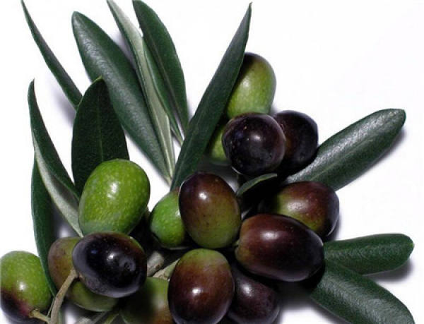 green olive sandalwood