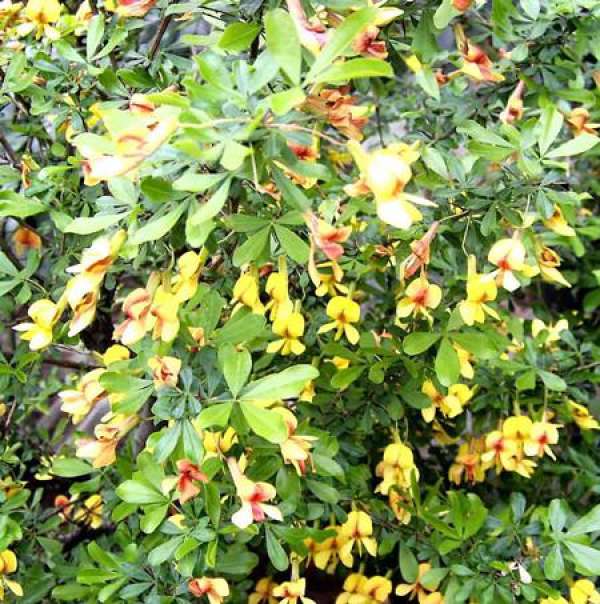 Flowering period of Caragana