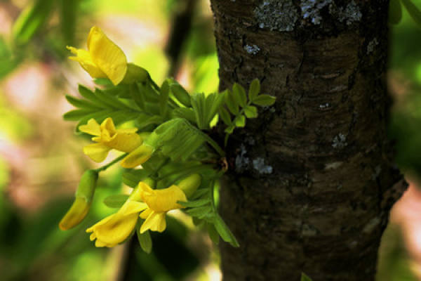 Flowering period of Caragana